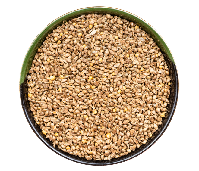 Barnyard Millet Seeds Seeds in round Bowl Isolated